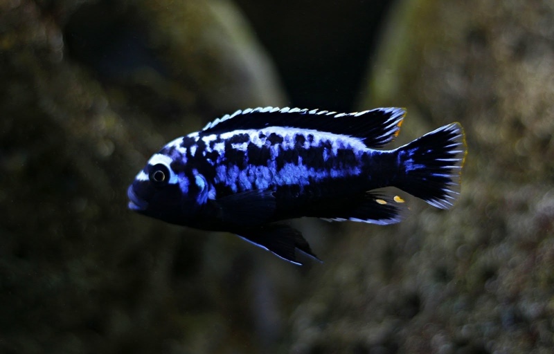 Maylandia sp. 'msobo' Magunga